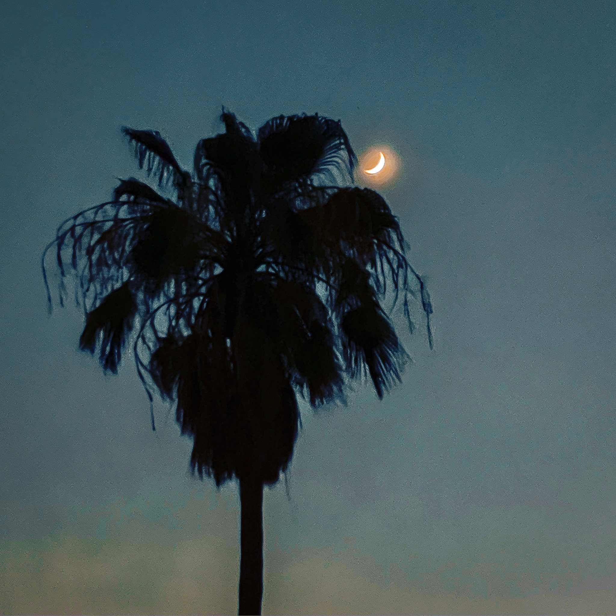 Palm and moon