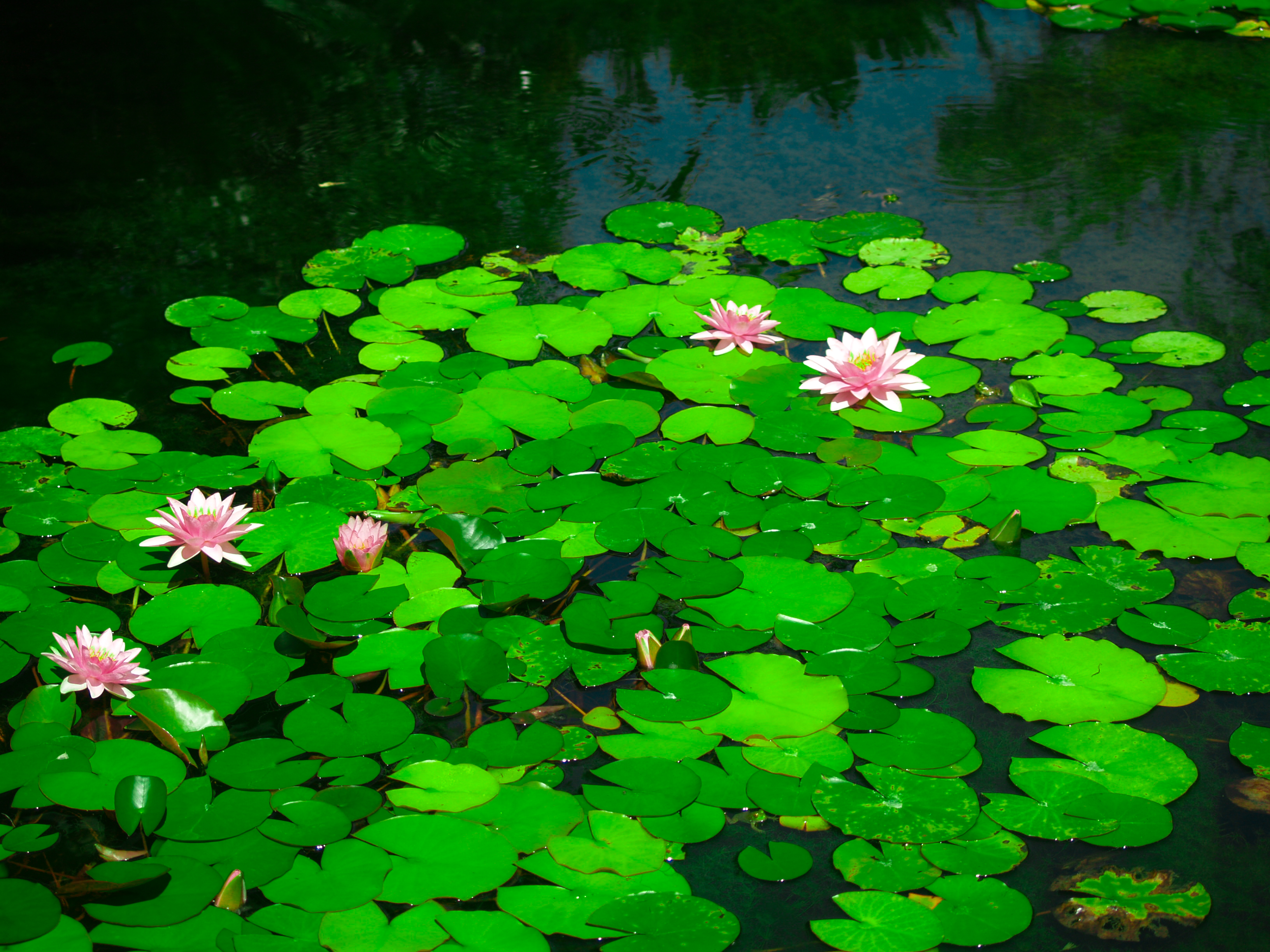 Lily pond