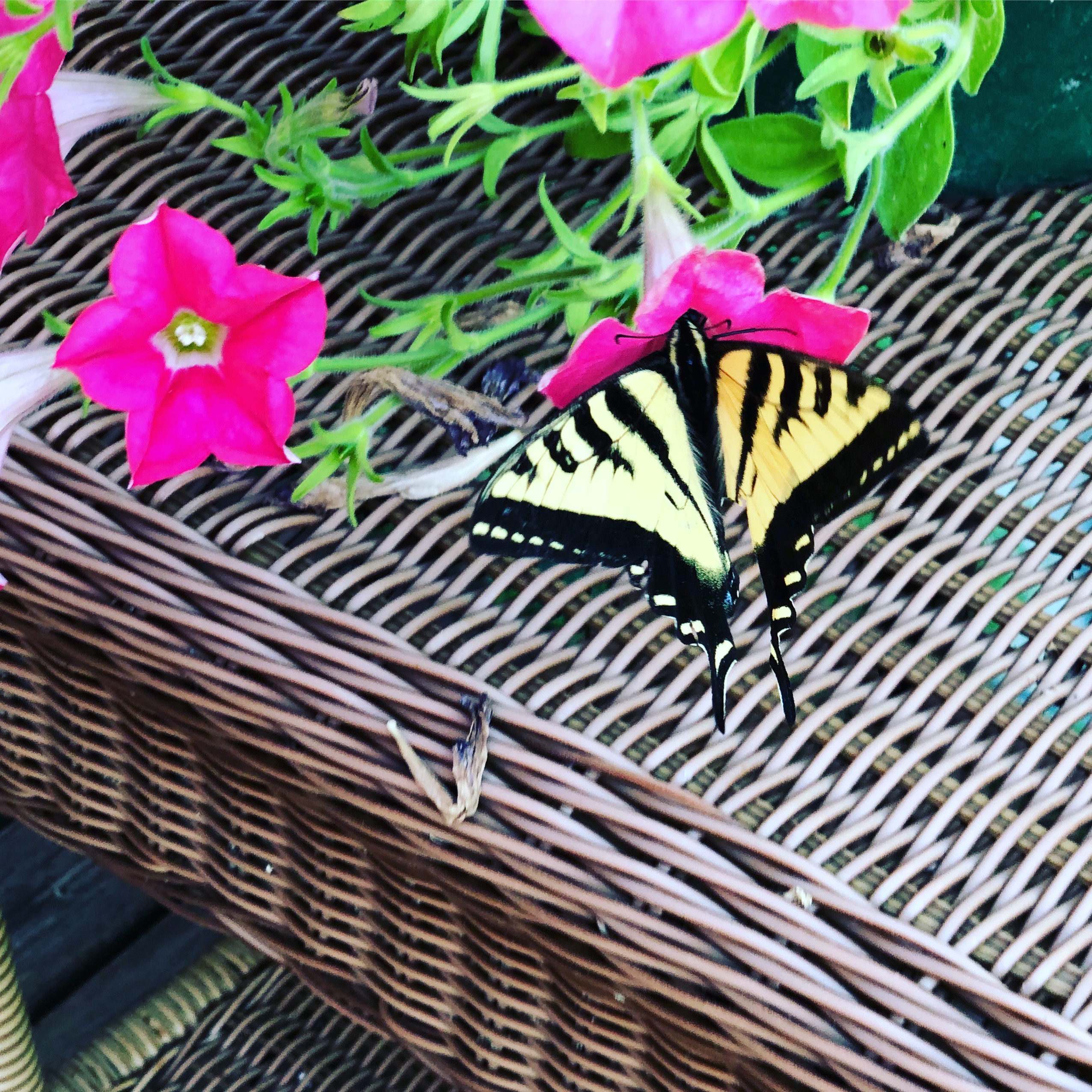 Swallowtail Butterfly
