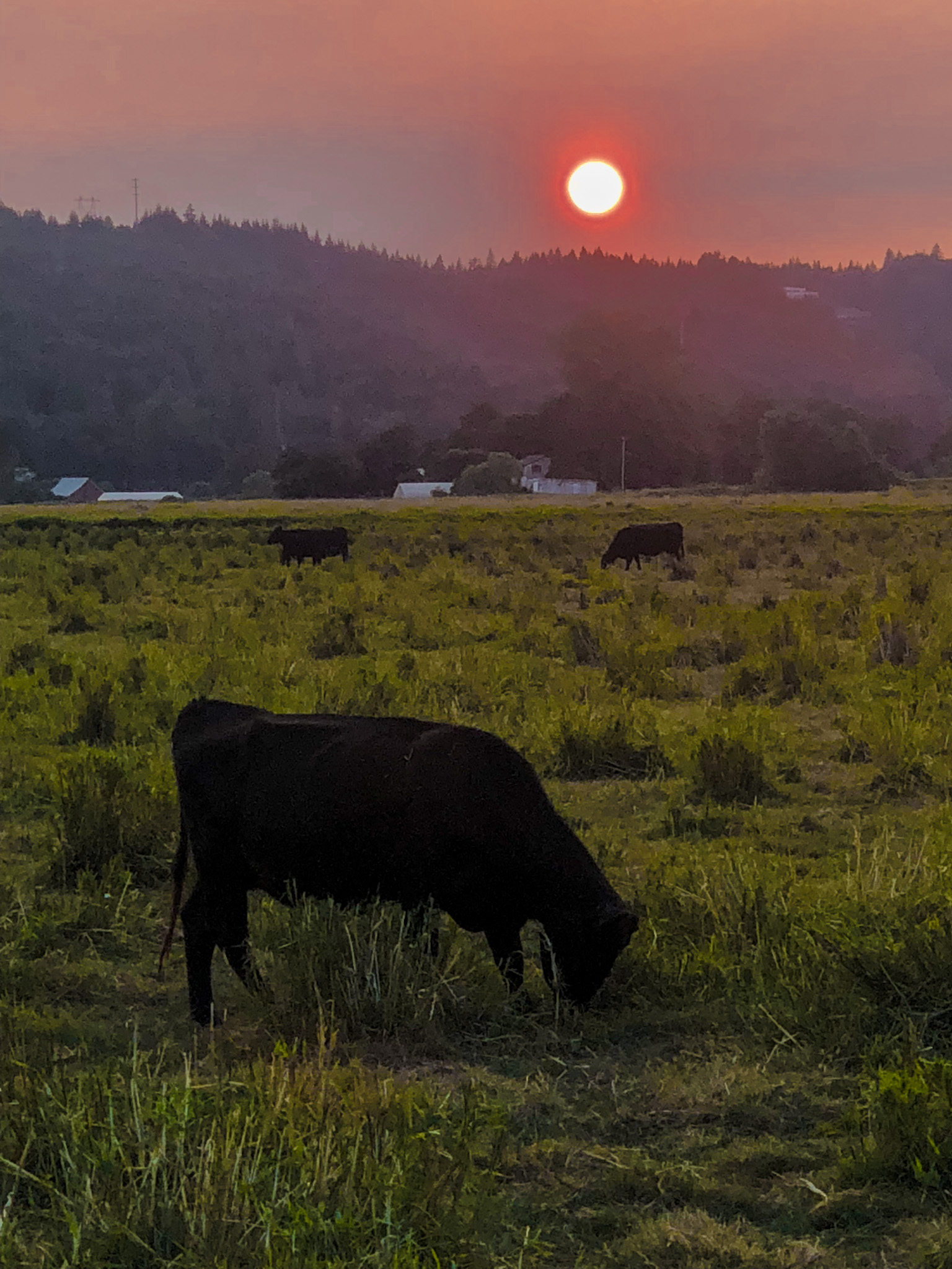 Smoke from a Distant Fire