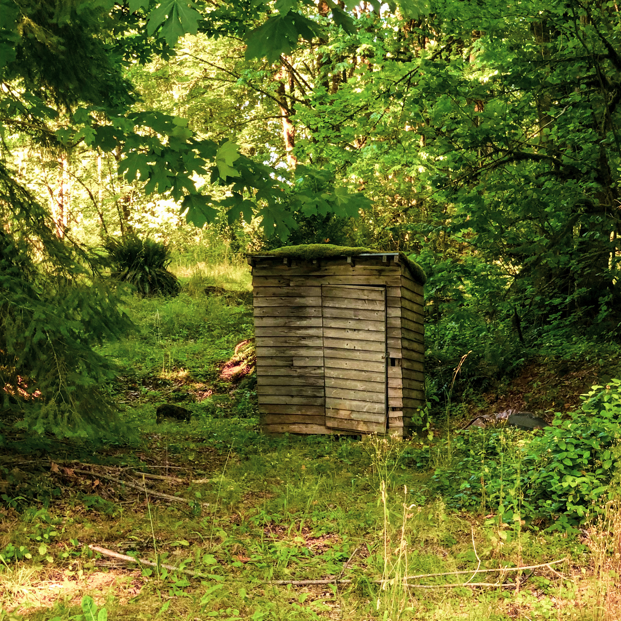 Moss covered shack