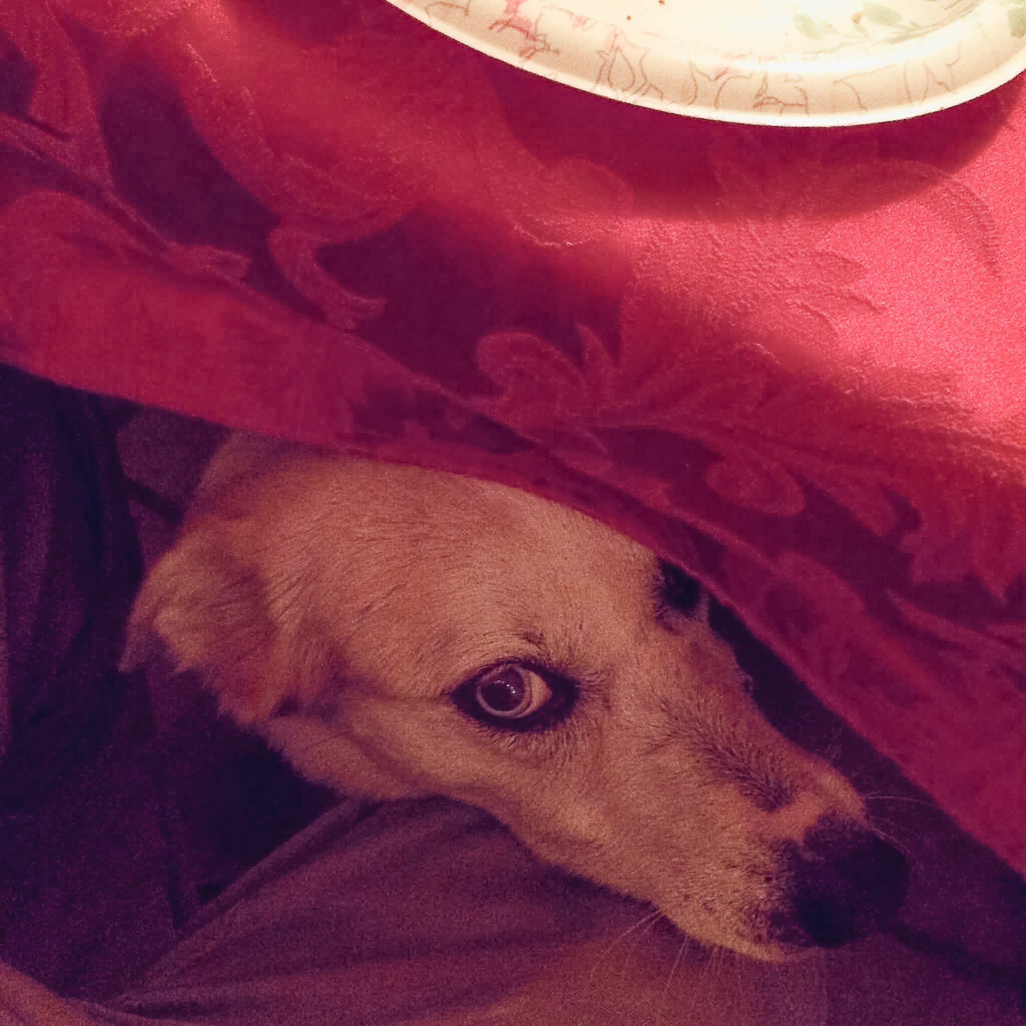 New Moon at the Green Manager