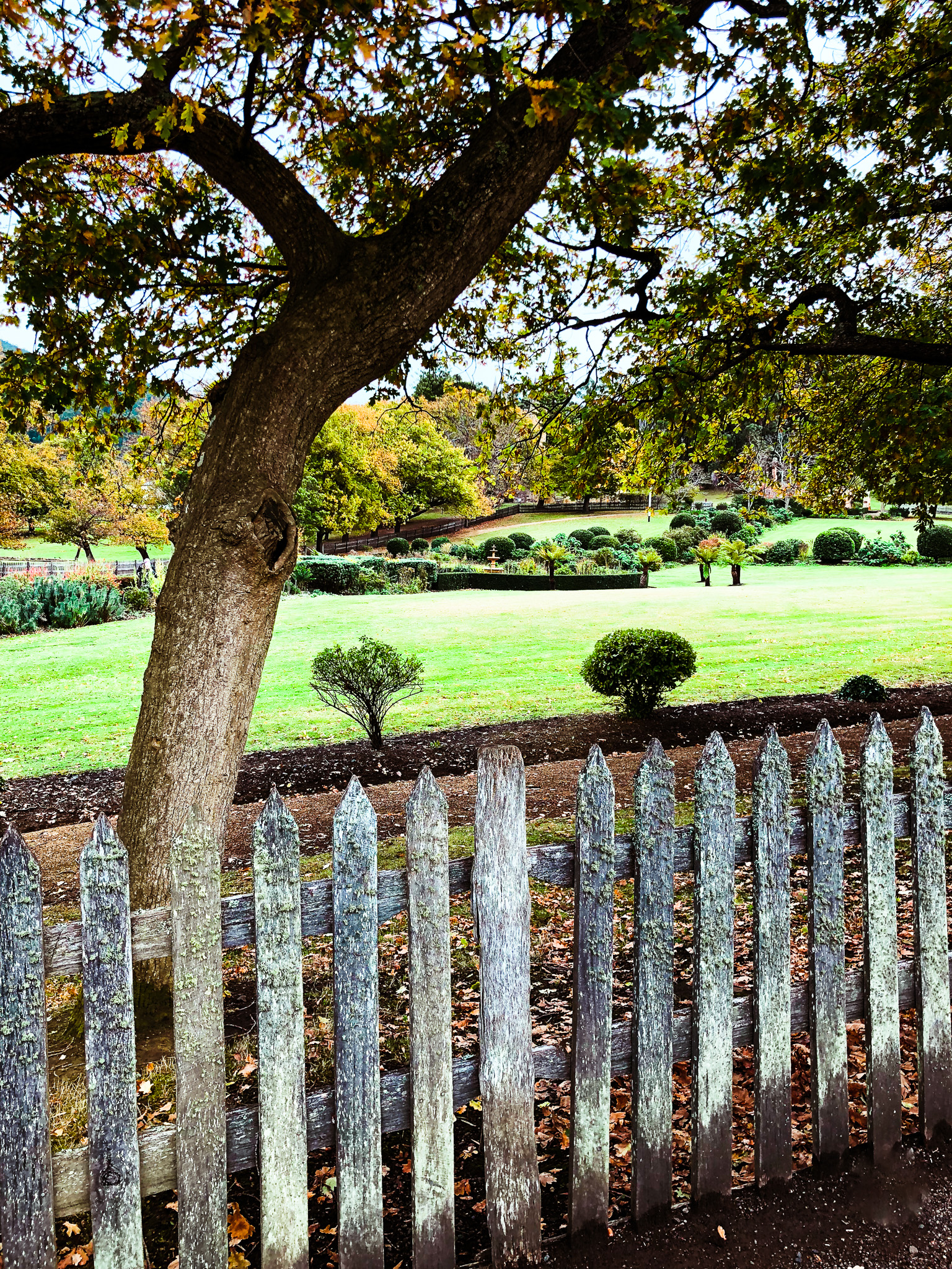 Lichen covered fence