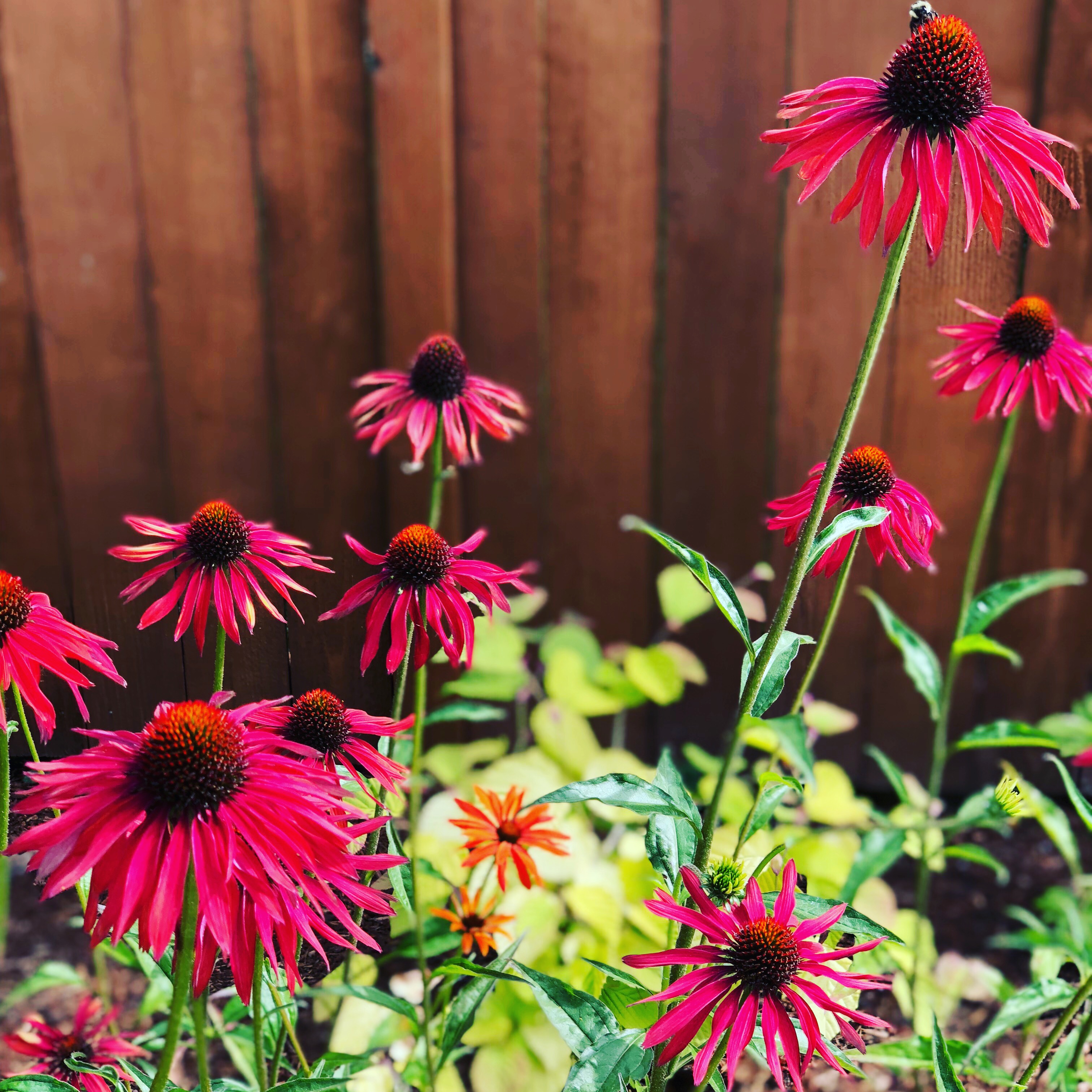 Coneflowers