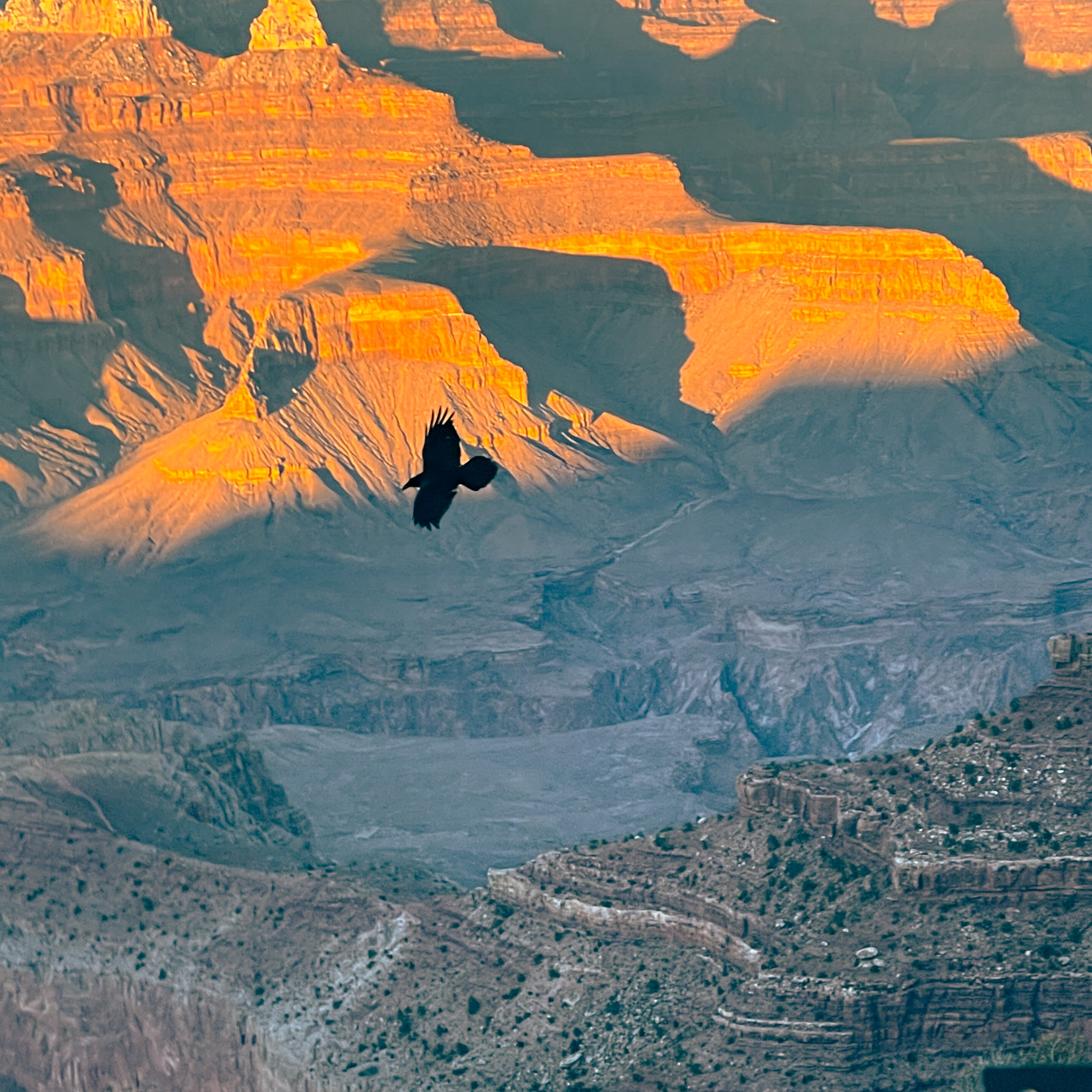 Raven over the Grand Canyon