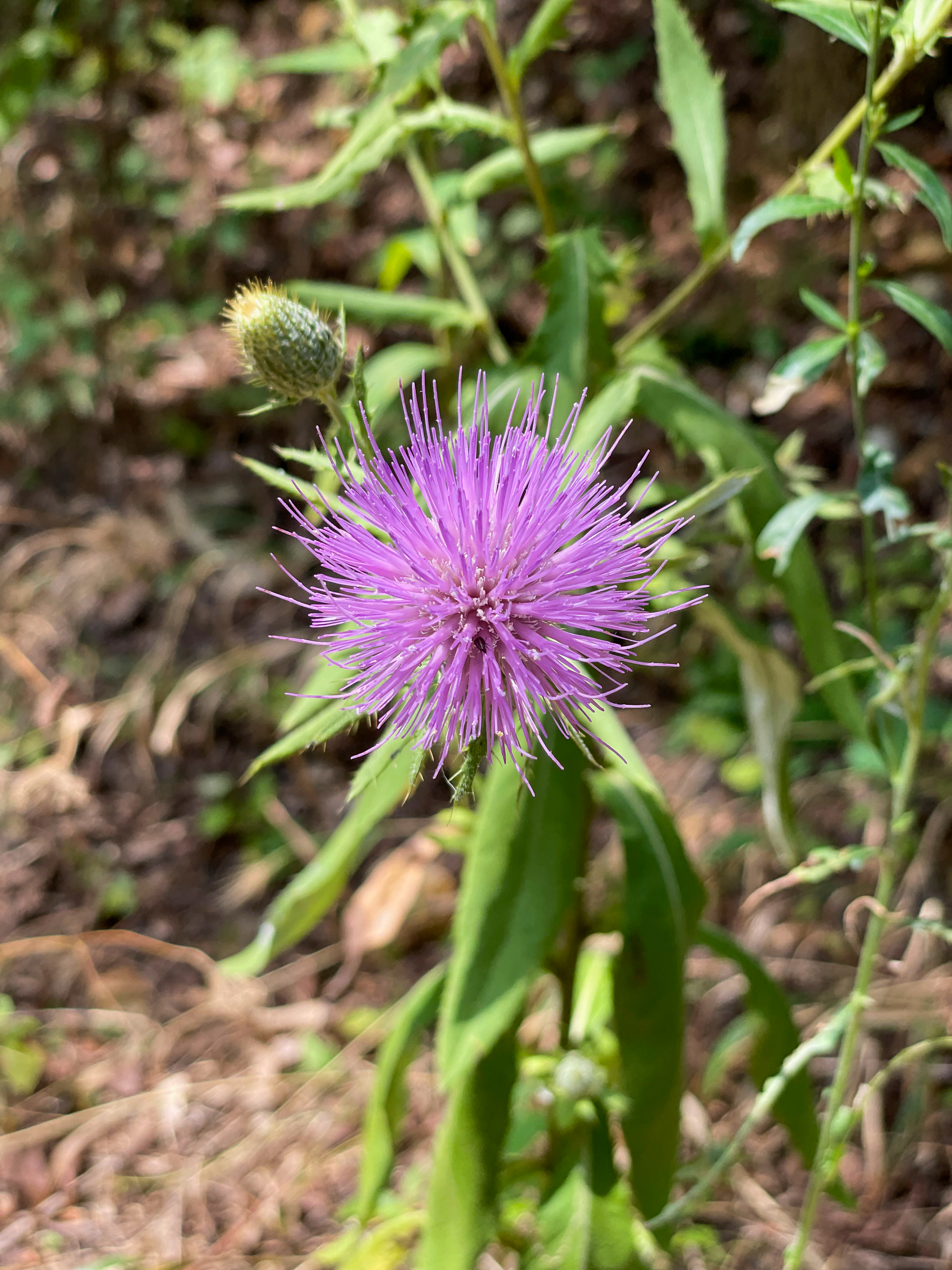 Wild Thistle