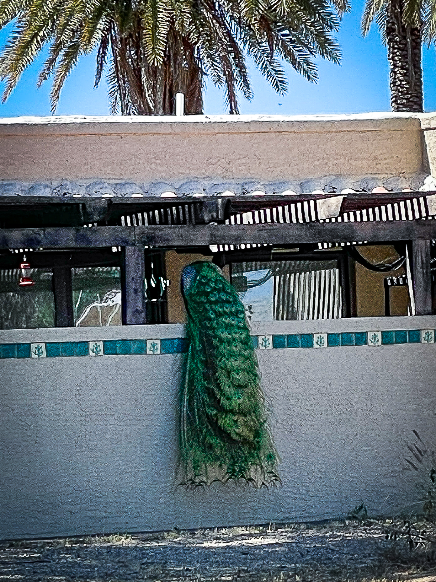 Peacock at the Haunted Ranch
