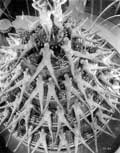 Busby Berkeley dancers